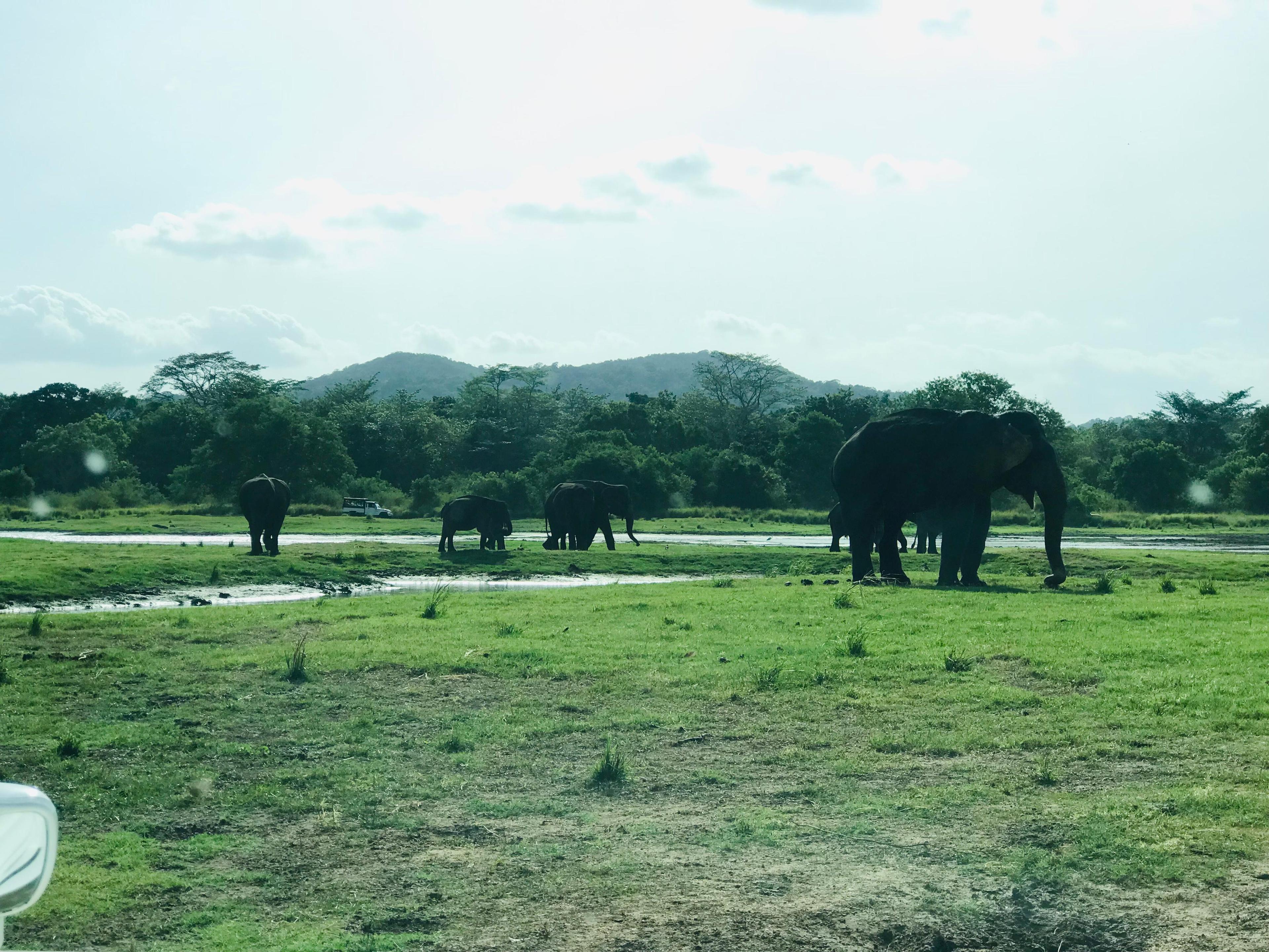 Sri Lanka scenic train